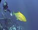 Yellow Trevally