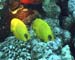 banner fish Red sea 02