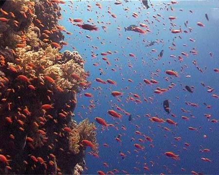 Coral Area copy