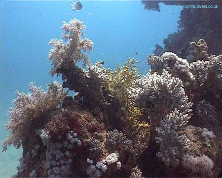 First Dive5 copy