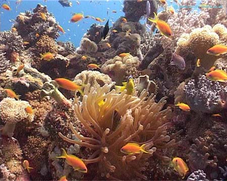 First Dive9