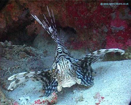 Lion Fish - Daedulus copy