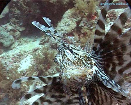 Lion Fish2 - Daedulus copy