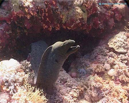 Moray copy