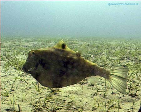 Pufferfish copy