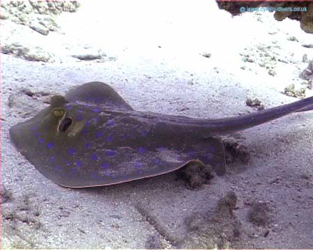 Spotted Ray copy