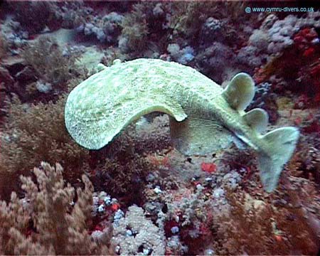Torpedo Ray - Daedulus copy
