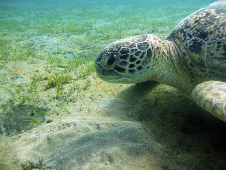 Turtle01
