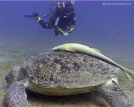 Turtle03 copy