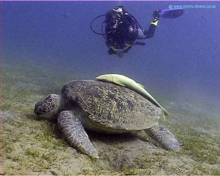 Turtle04 copy