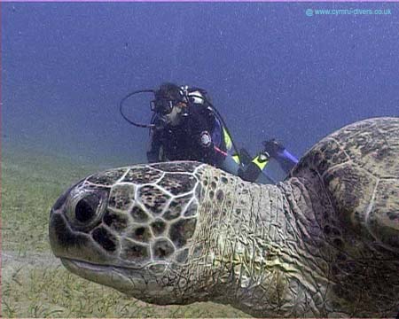 Turtle07 copy
