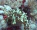 Coral - Daedulus copy