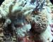 Coral2 - Daedulus copy