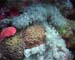 Coral3 - Daedulus copy