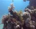 First Dive5 copy