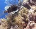 Lionfish copy