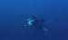 Manta - Daedulus copy