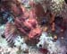 Scorpionfish02 copy