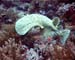 Torpedo Ray - Daedulus copy