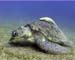 Turtle01 copy