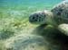 Turtle01