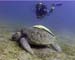 Turtle04 copy