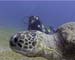 Turtle07 copy
