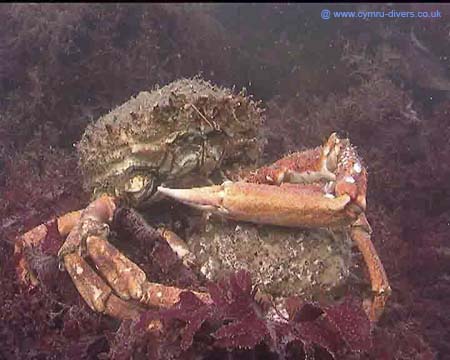 Crab18th4