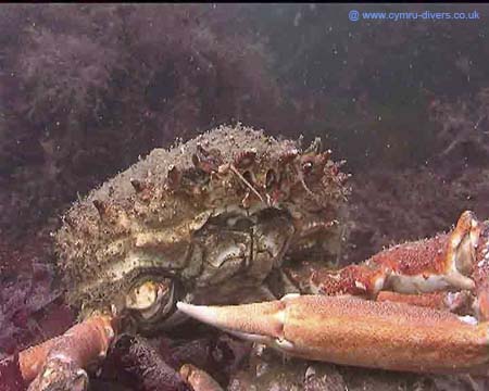 Crab18th5