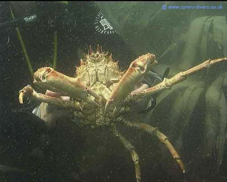 Crab18th9