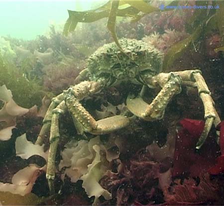 Crab2