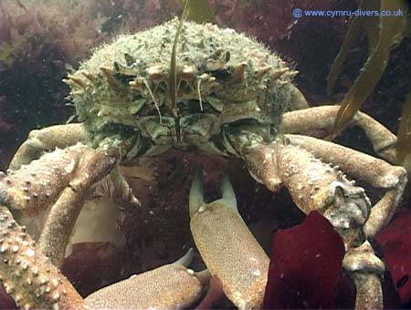 Crab3