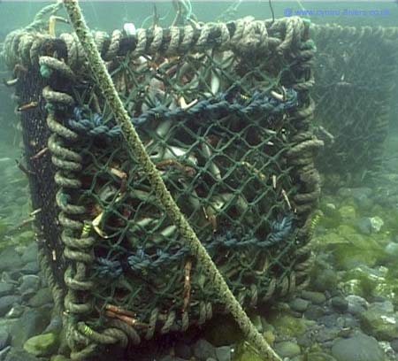 Crabs in crate