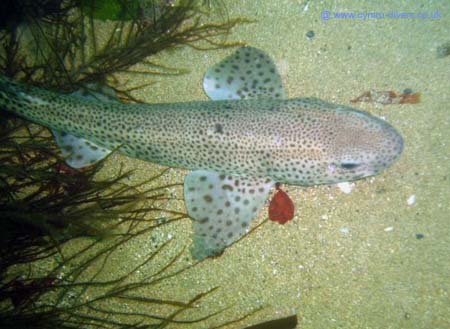 Ian - Dog Fish1
