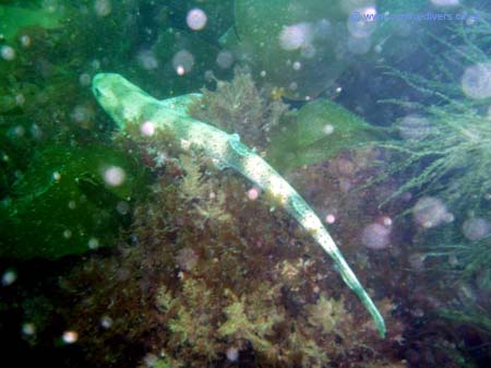 Ian - Dog Fish2
