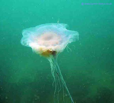 Jelly fish