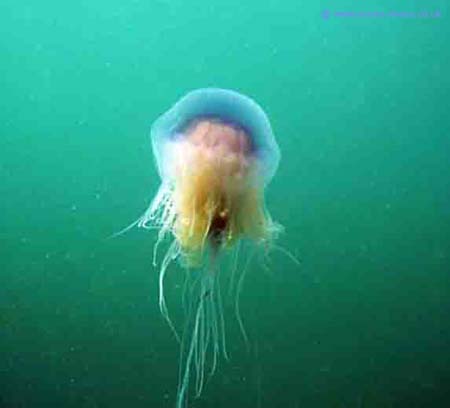 Jelly fish2