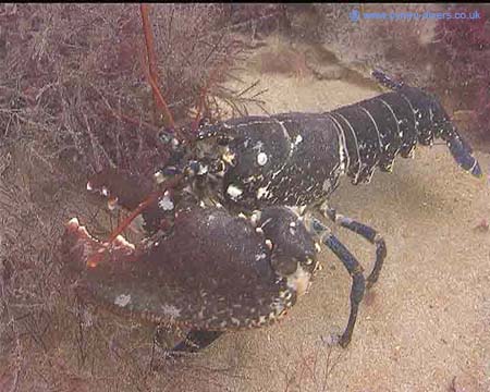 Lobster4
