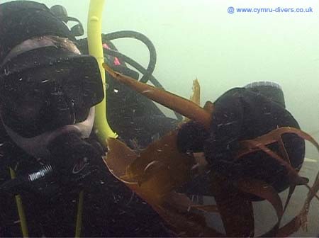 Pipefish