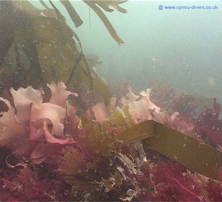 Seaweed