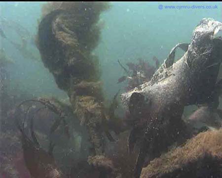 Seaweed1