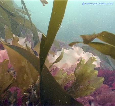 Seaweed2
