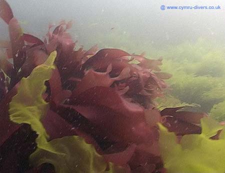 Seaweed5