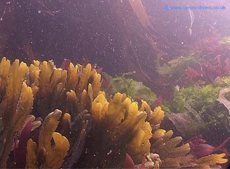 Seaweed6