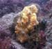 Boring Sponge