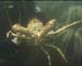 Crab18th9