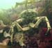 Crab2