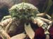 Crab3
