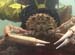 Crab4