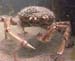 Crab5